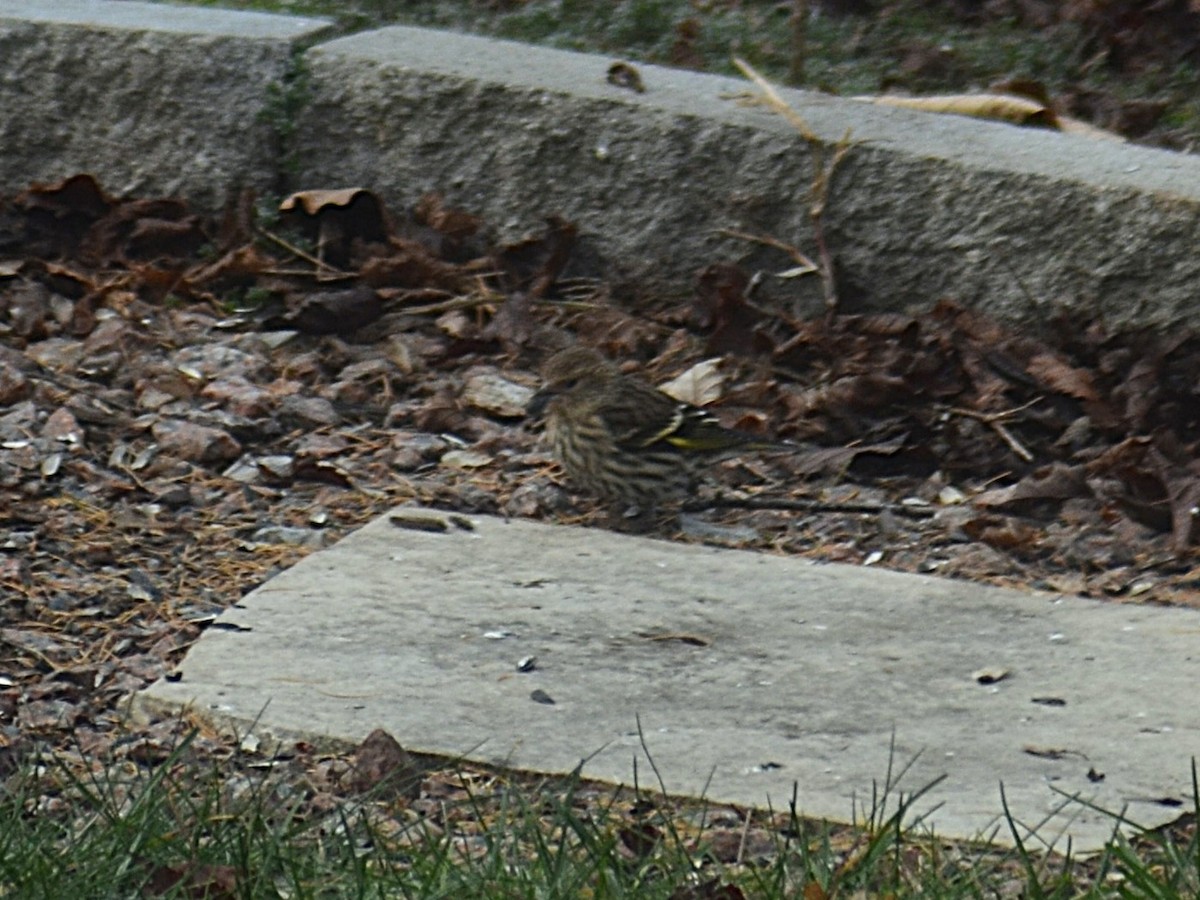 Pine Siskin - ML645620851