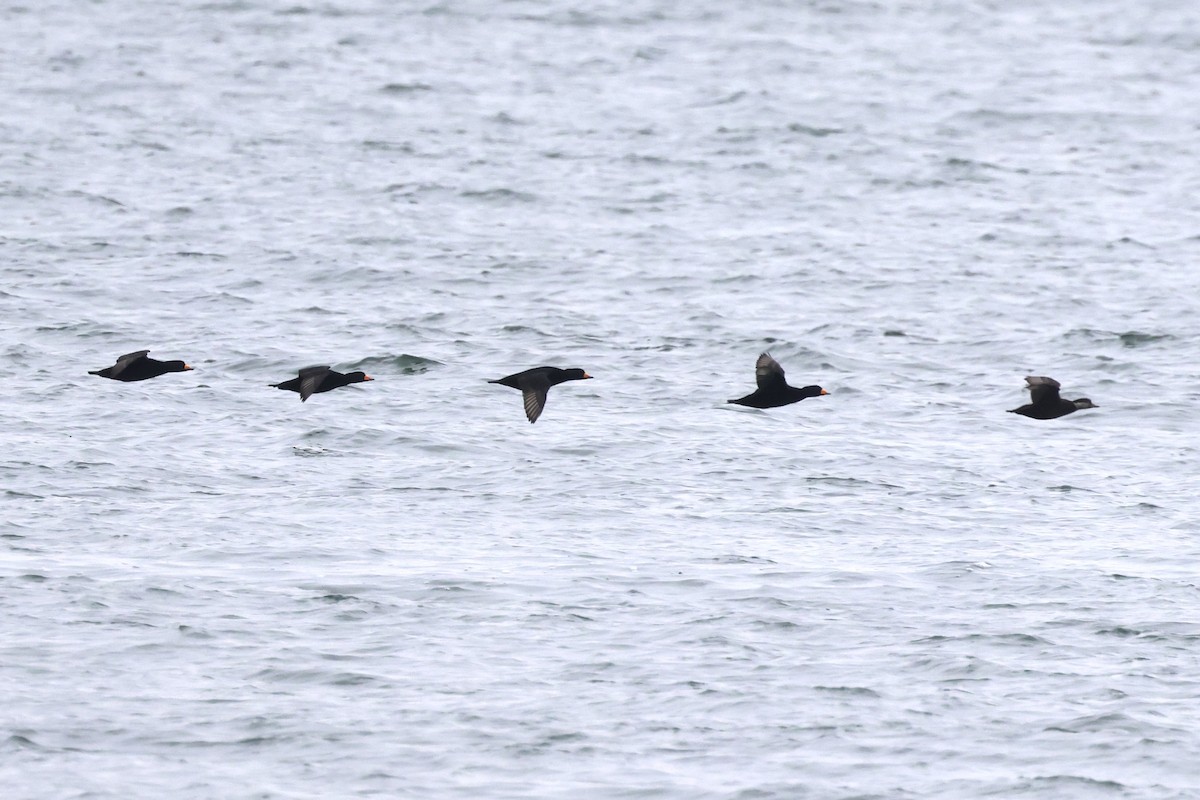 turpan žlutozobý - ML645620861