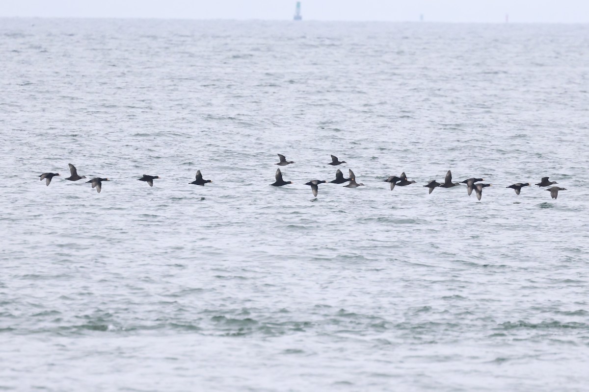 turpan žlutozobý - ML645620862