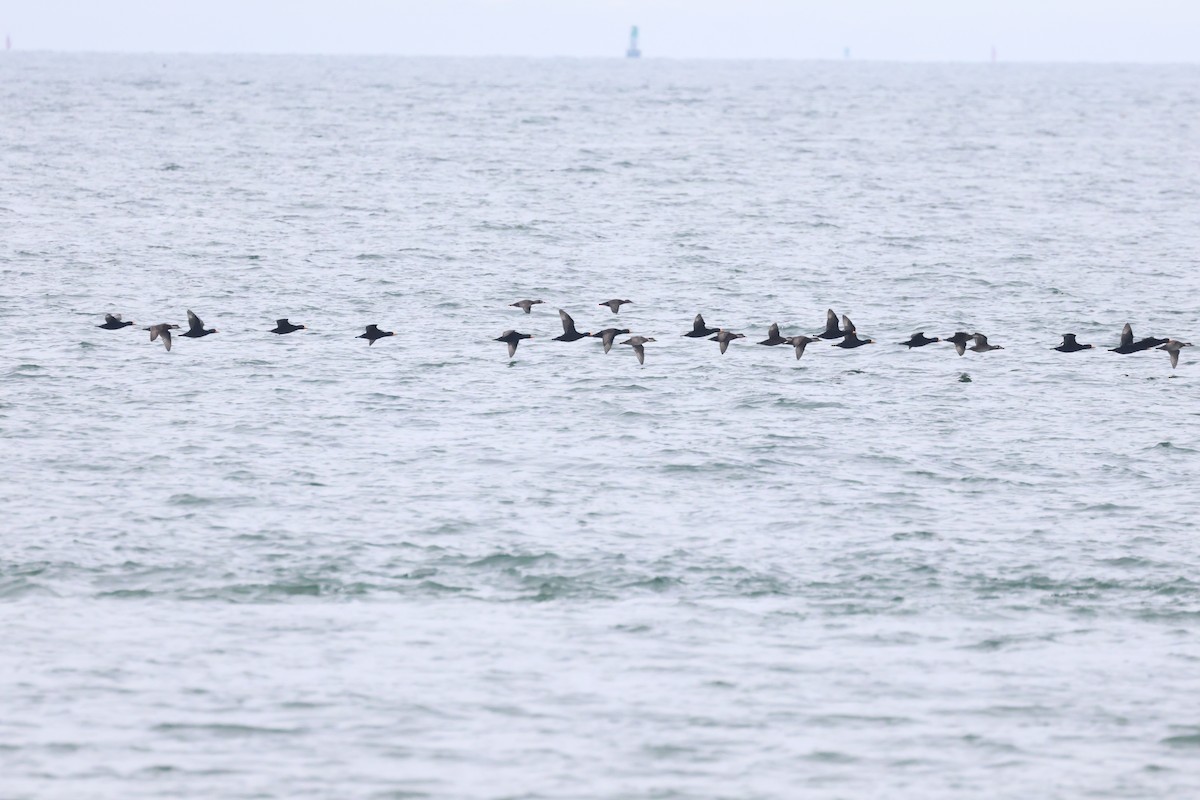 turpan žlutozobý - ML645620864