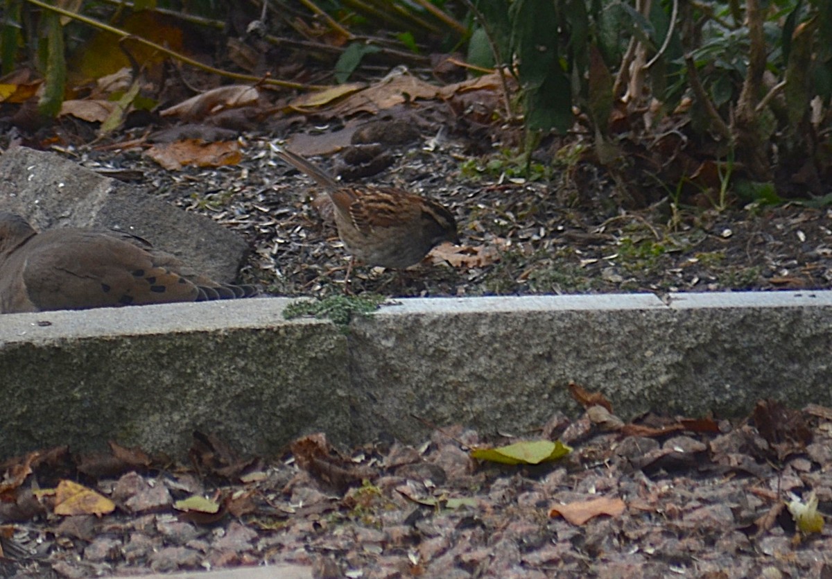 White-throated Sparrow - ML645620872