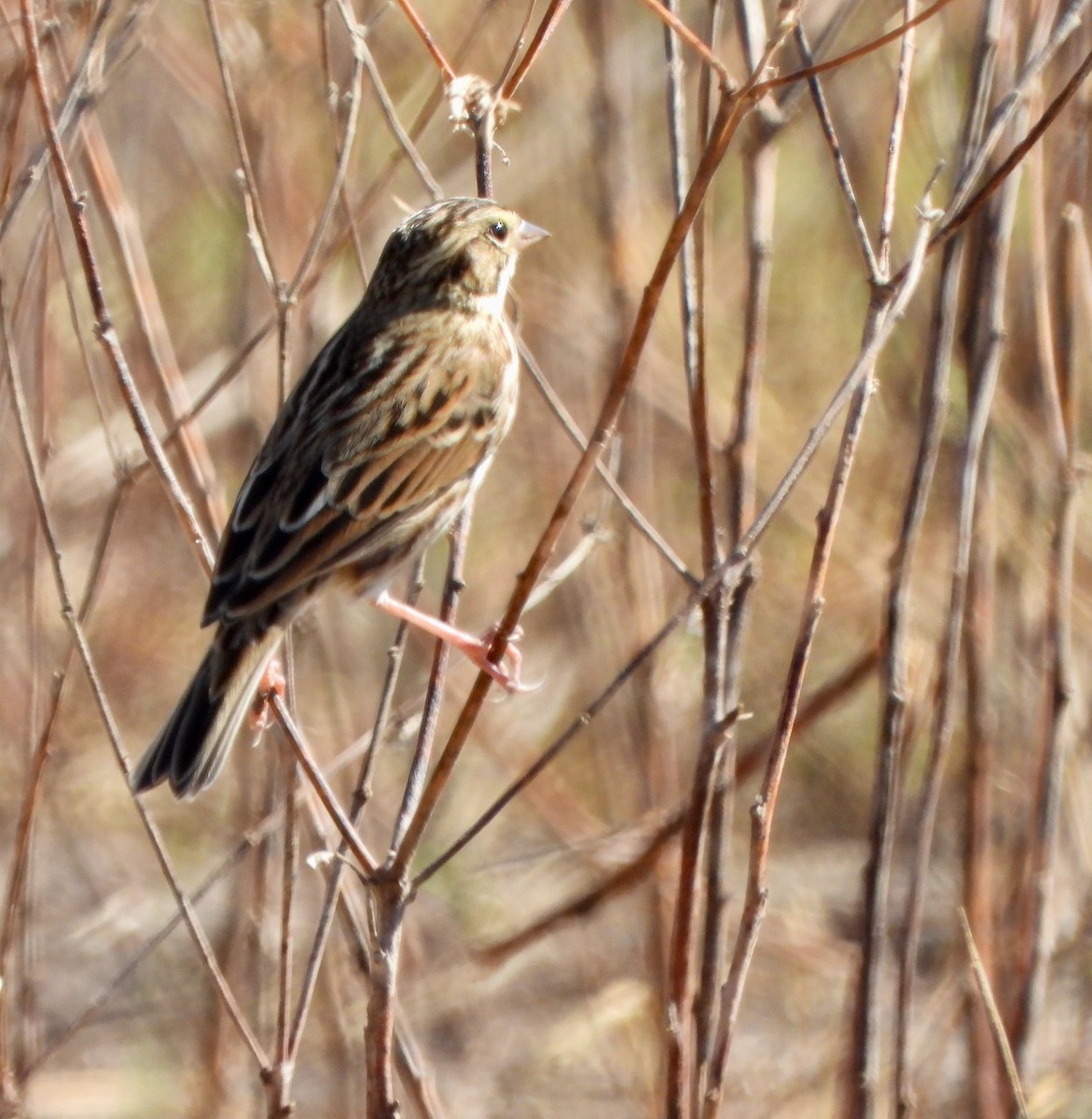 Savannah Sparrow - ML645620891