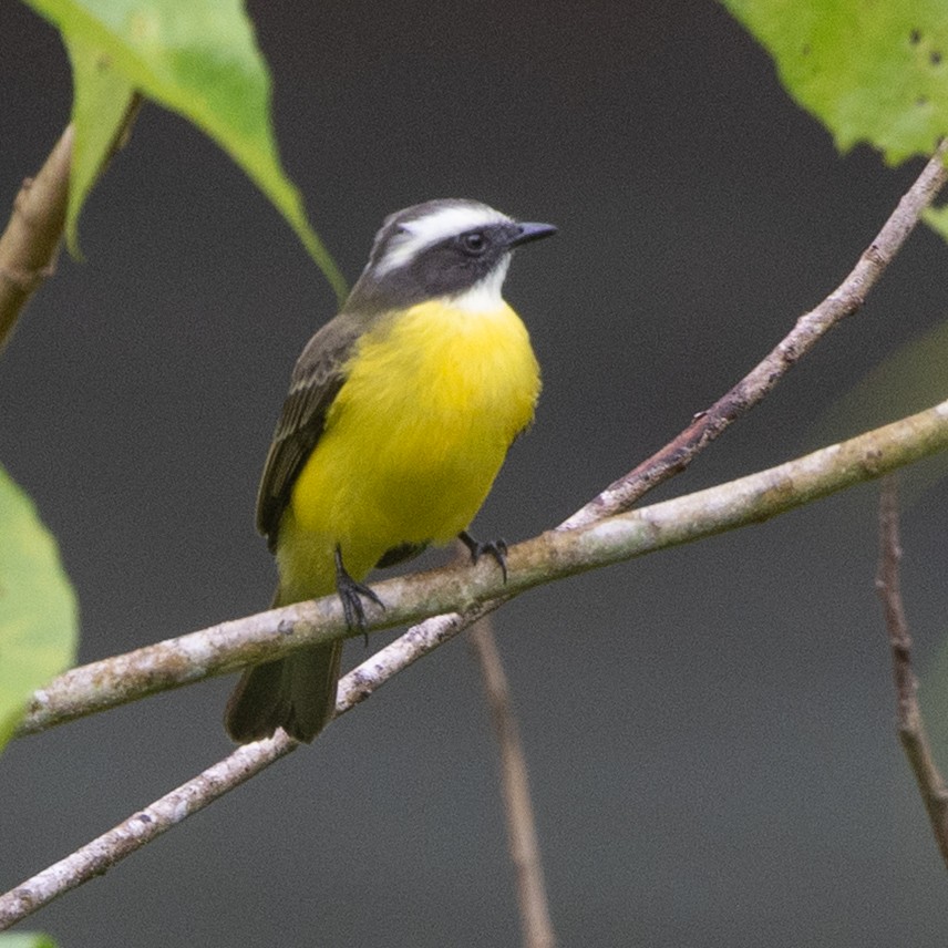 Sosyal Tiran - ML645620895