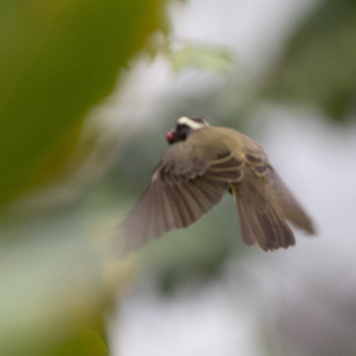 Sosyal Tiran - ML645620899