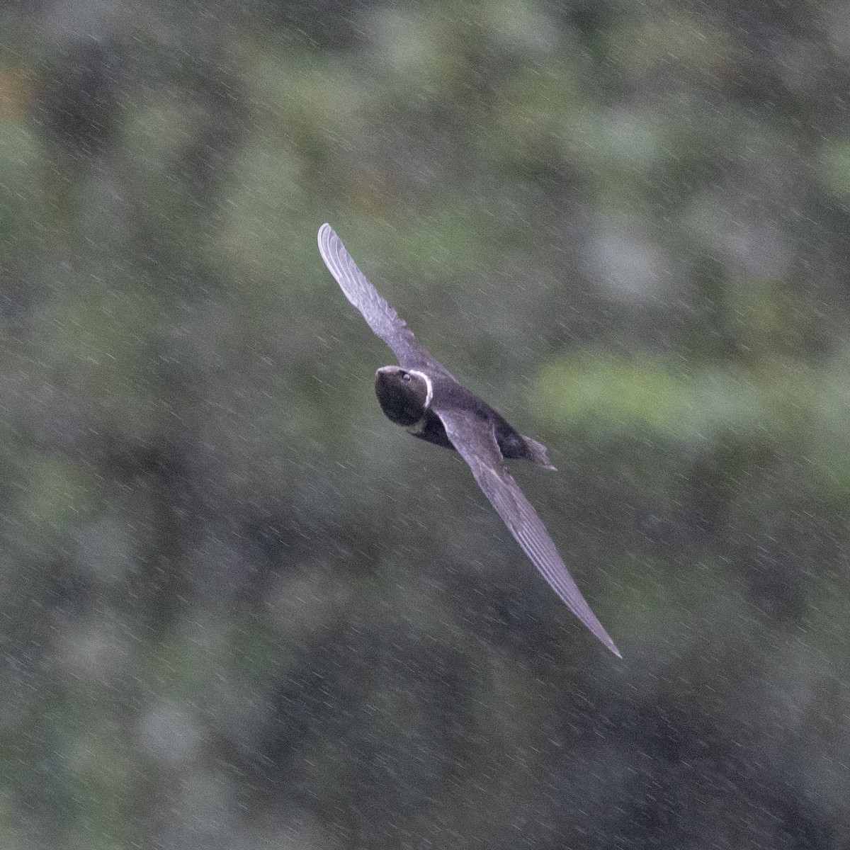 halsbåndseiler - ML645620908