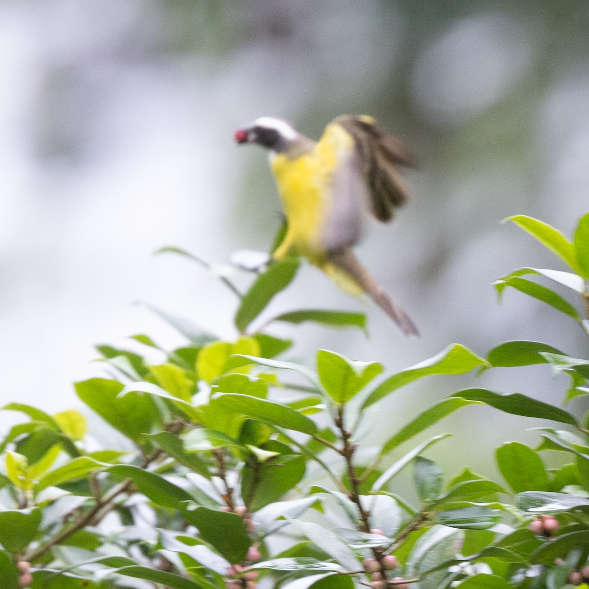 Sosyal Tiran - ML645620914