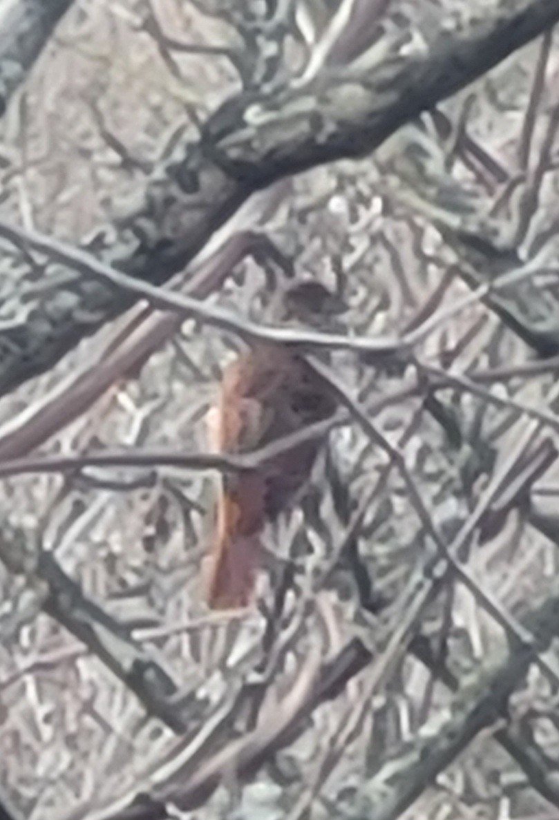 Fox Sparrow - ML645620930