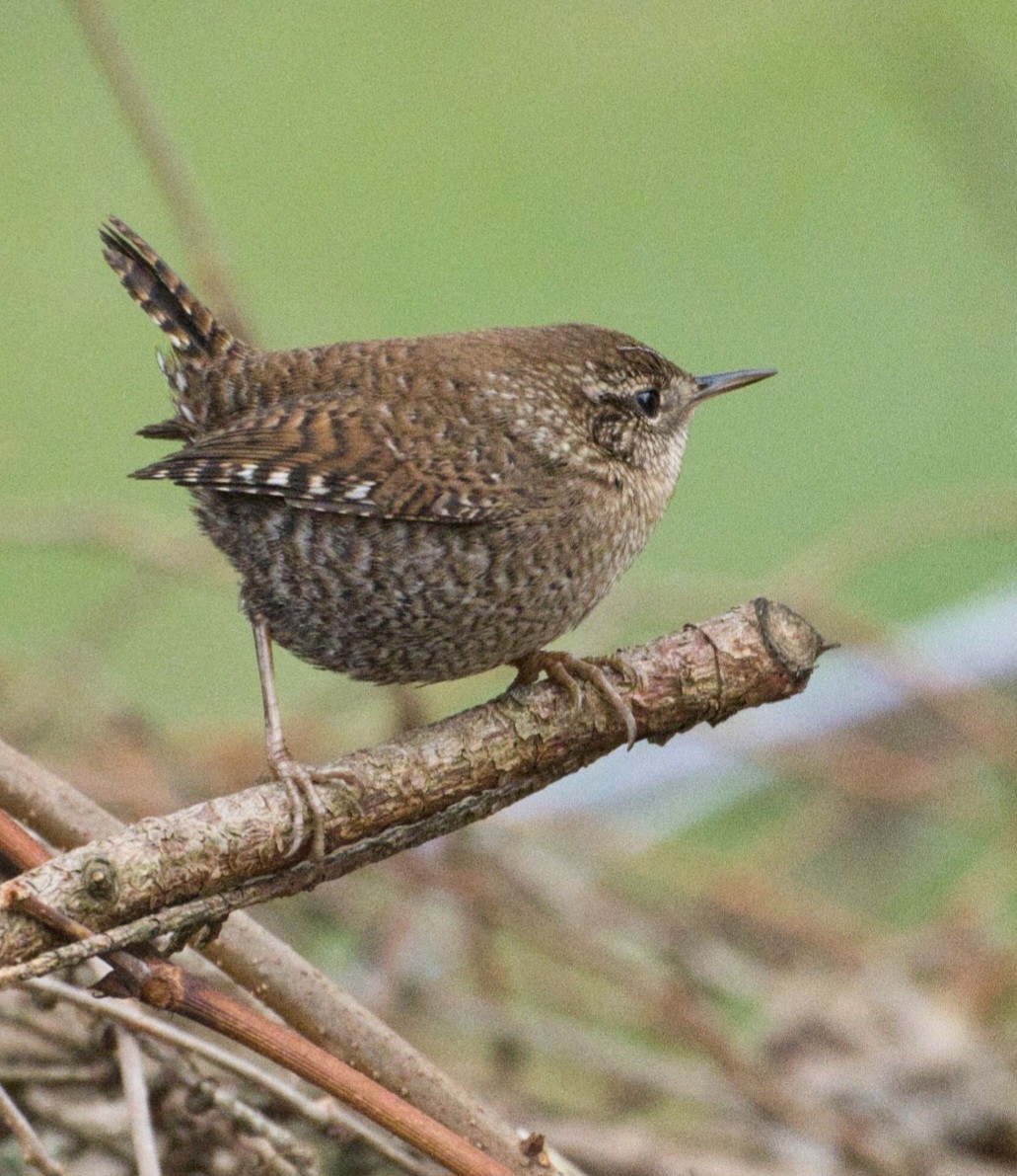 Winter Wren - ML645620931