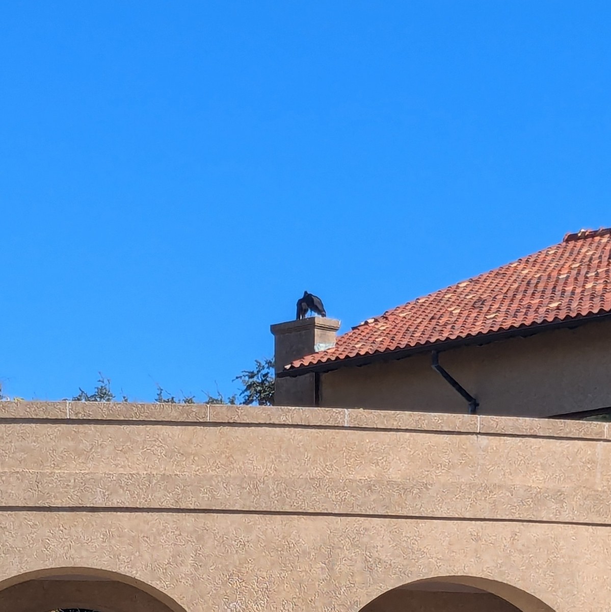 Black Vulture - ML645620932