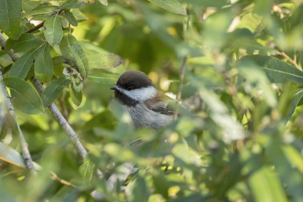 Chestnut-backed Chickadee - ML645620936