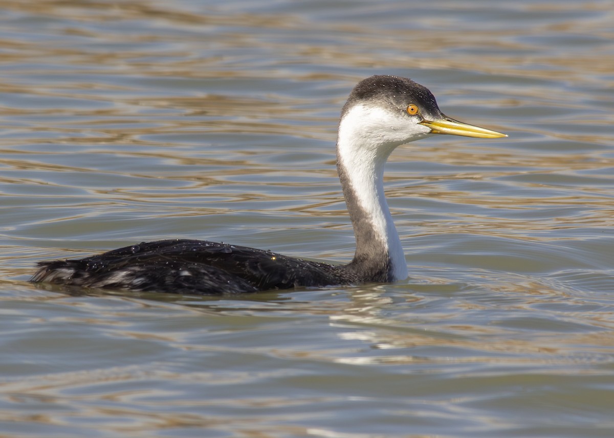 Western Grebe - ML645620948