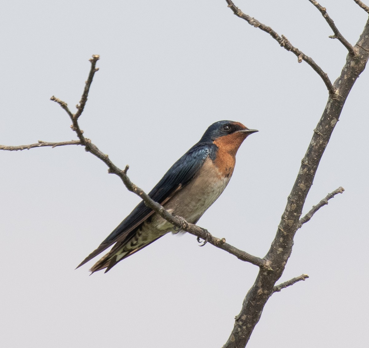 Angola Swallow - ML645620956