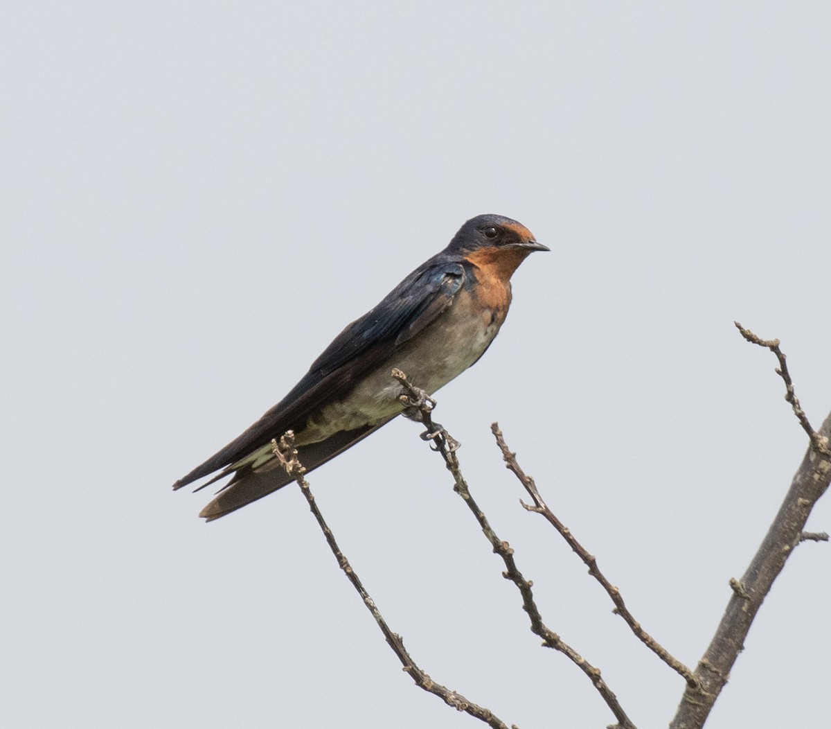 Angola Swallow - ML645620957