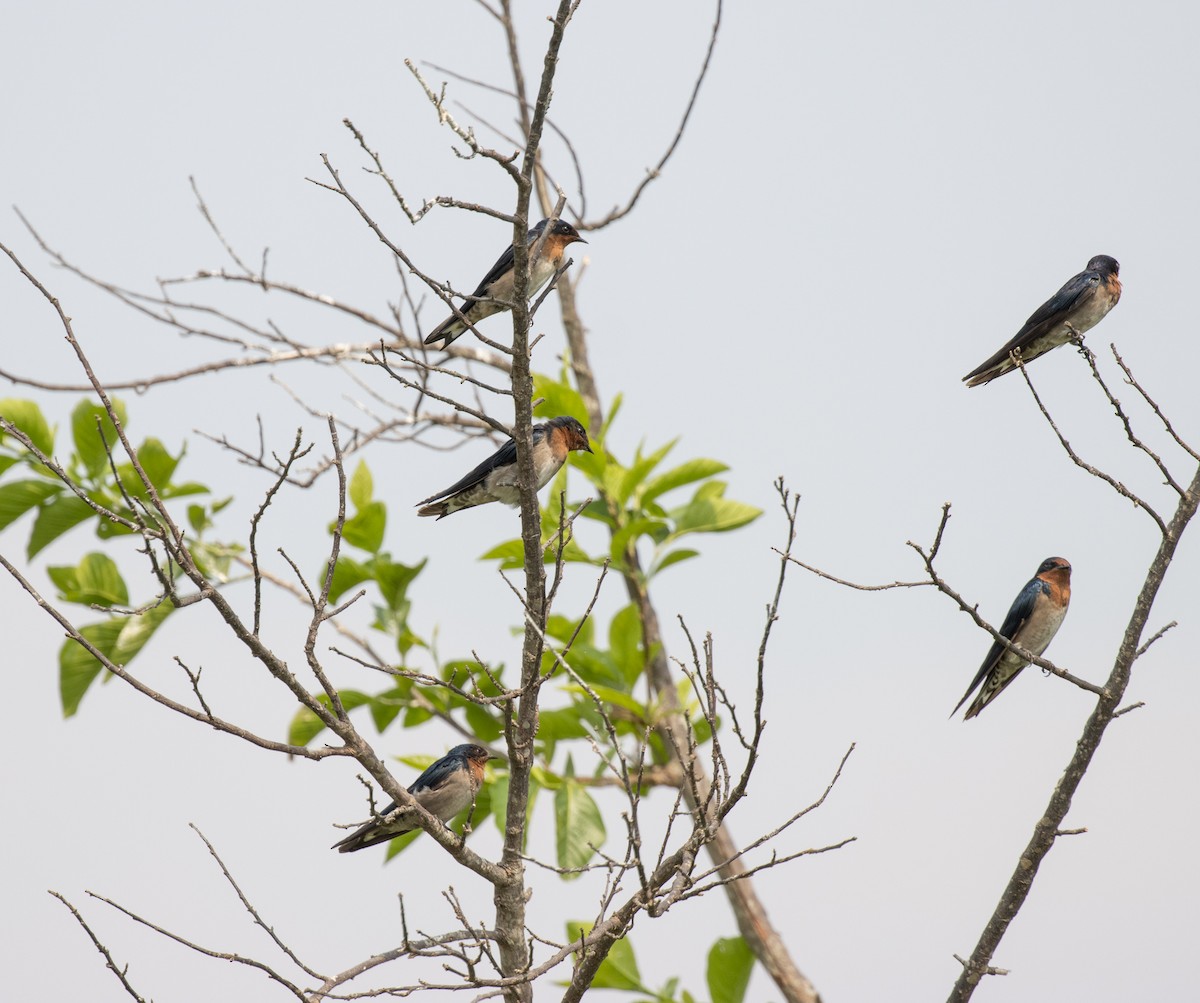 Angola Swallow - ML645620958
