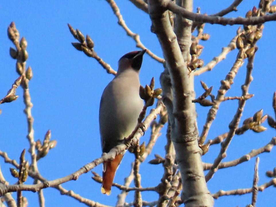 Buztanori boreala - ML645620963