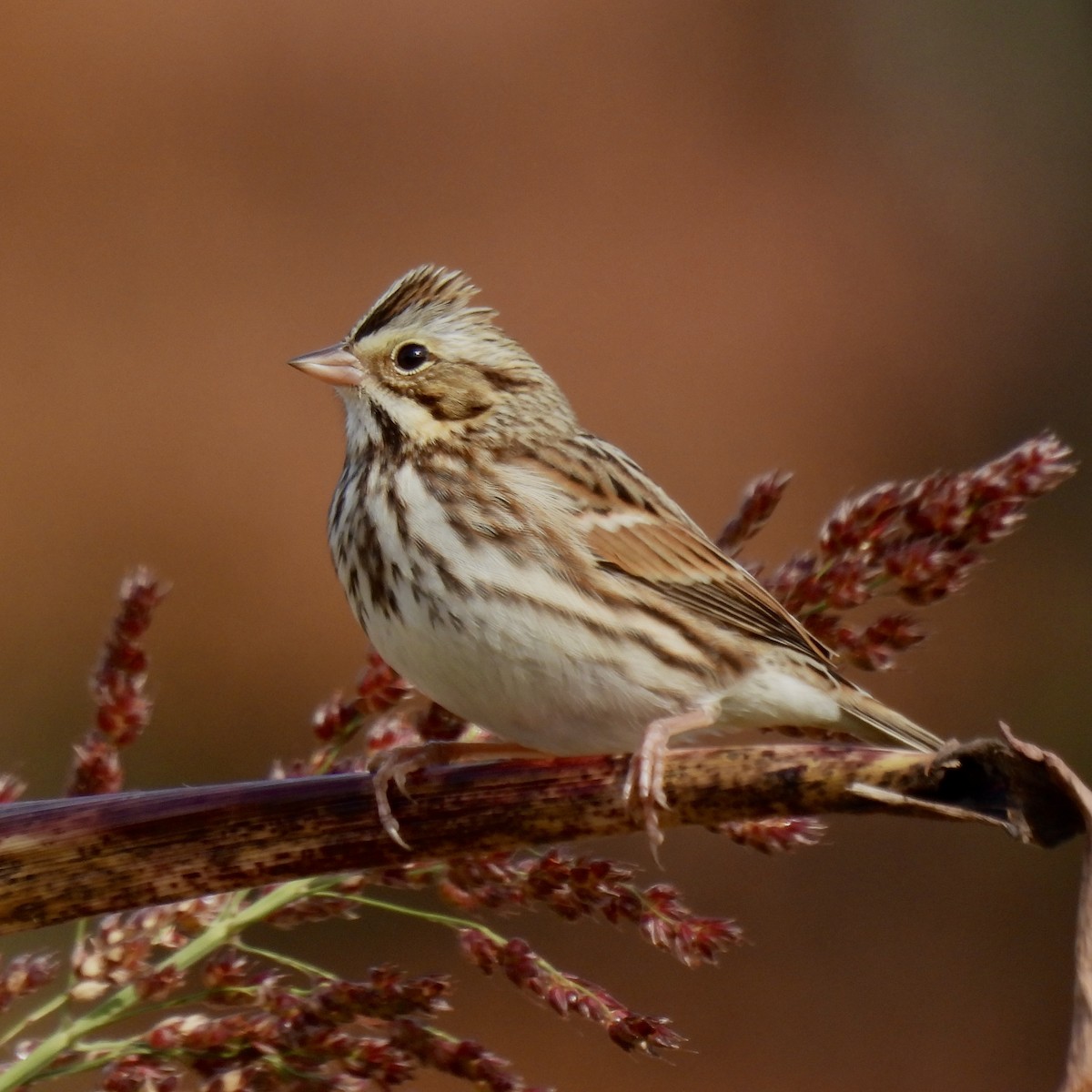 Savannah Sparrow - ML645621000