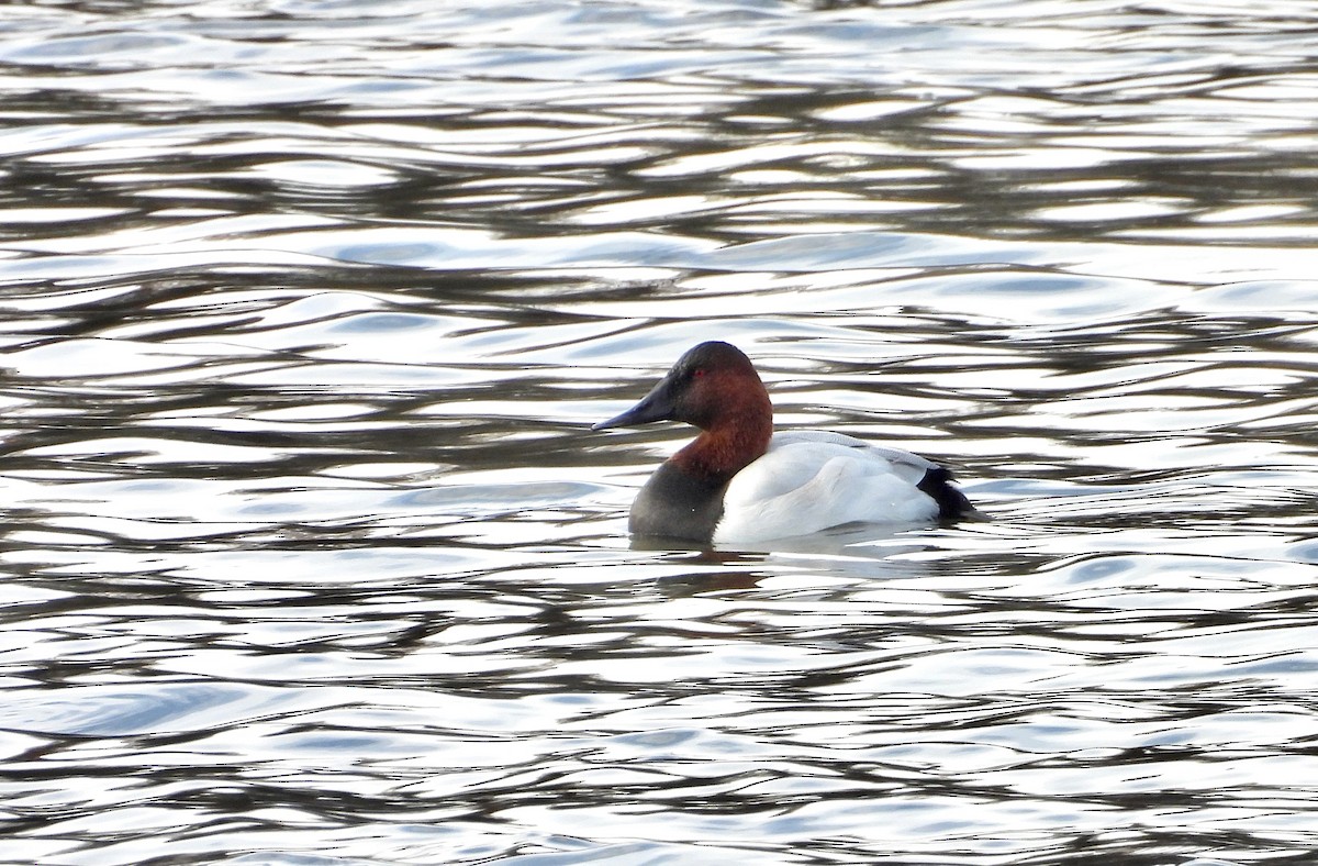 Murgilari bizkarzuria - ML645621002