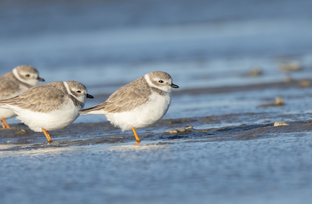 Islıkçı Cılıbıt - ML645621006