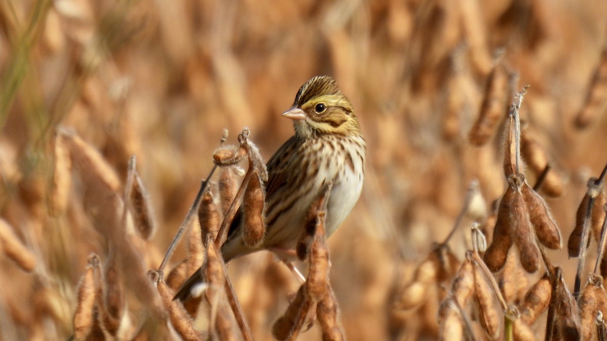 Savannah Sparrow - ML645621008