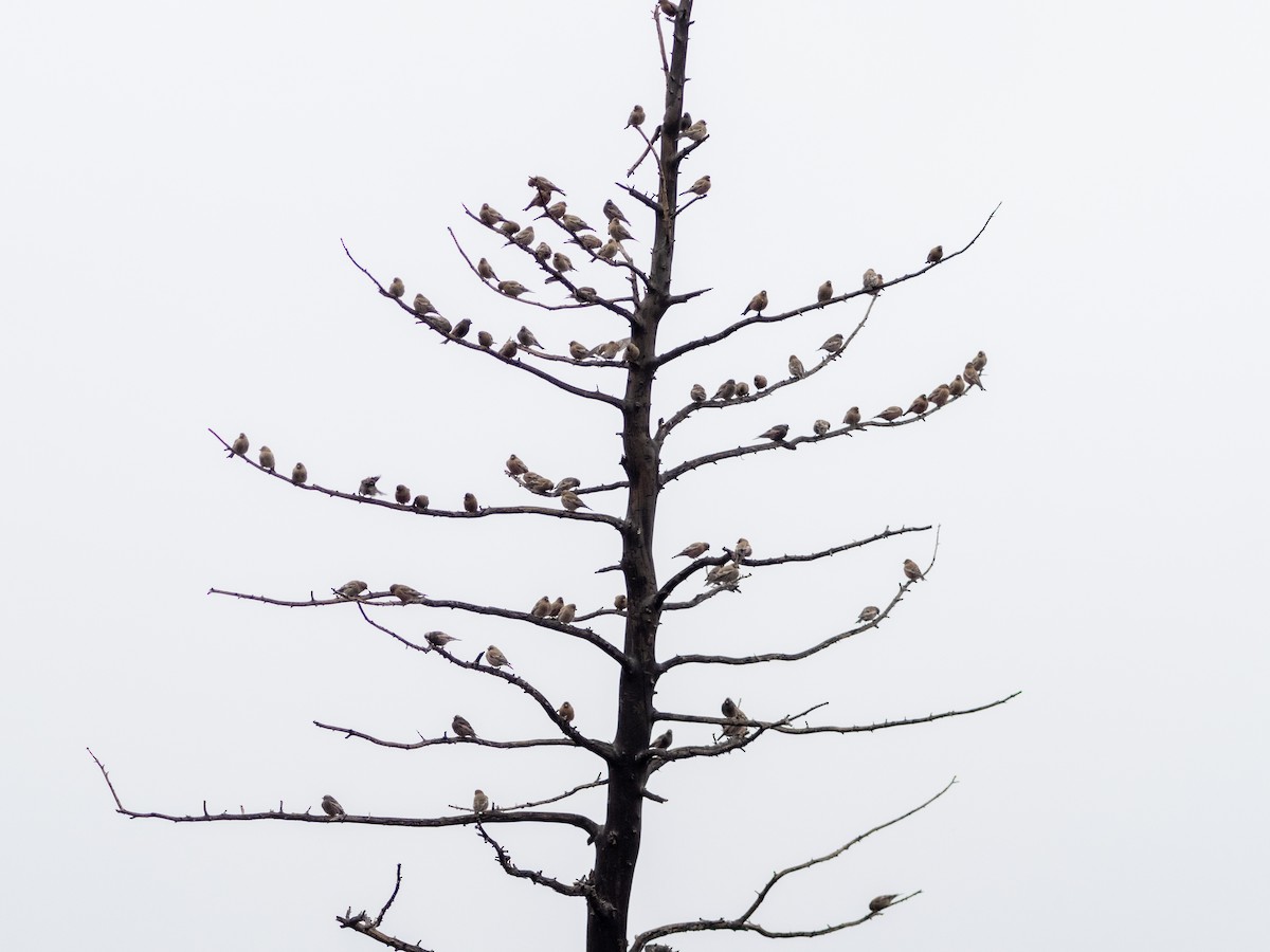 Brown-capped Rosy-Finch - ML645621010