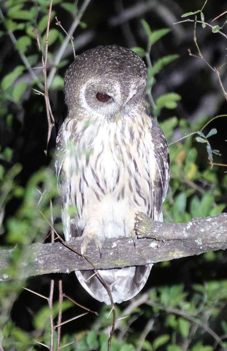 Mottled Owl - ML645621019