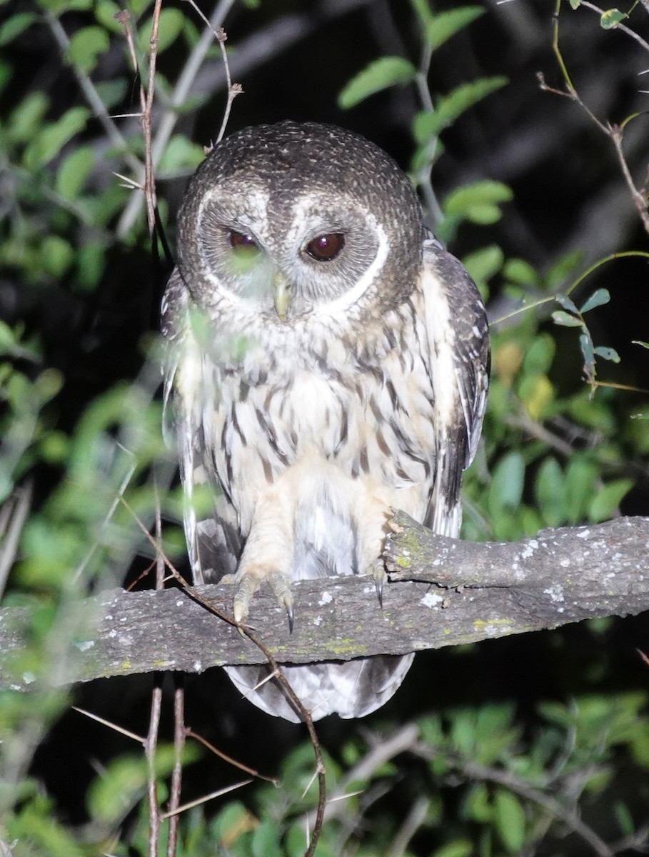 Mottled Owl - ML645621020