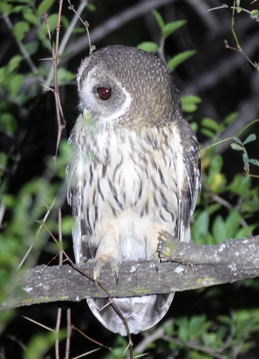 Mottled Owl - ML645621021