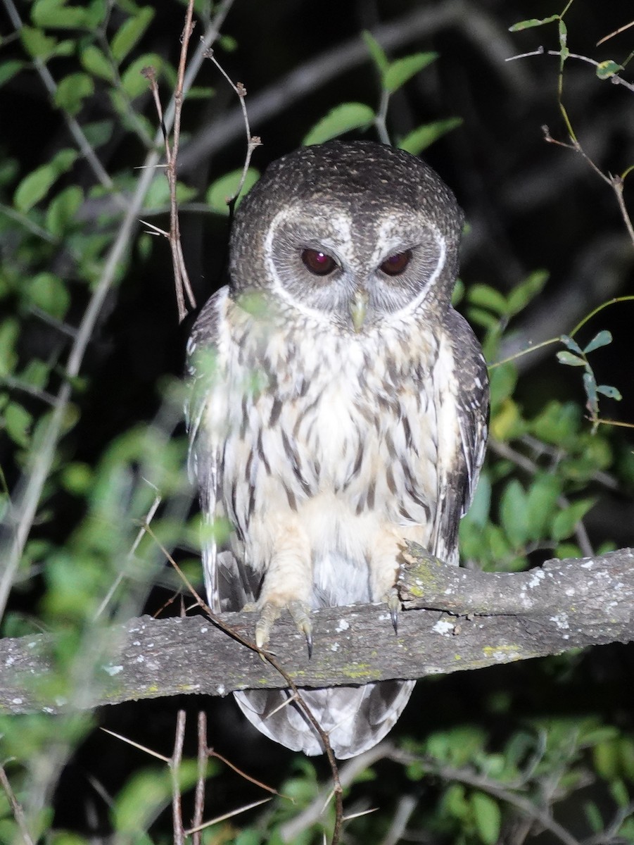 Mottled Owl - ML645621022