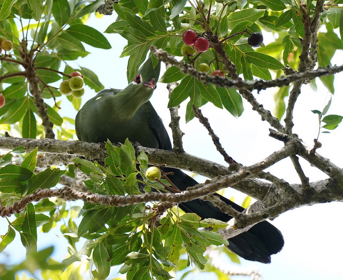 Knysna Turaco - ML645621024