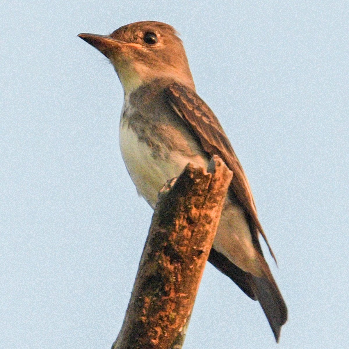 Olive-sided Flycatcher - ML645621040