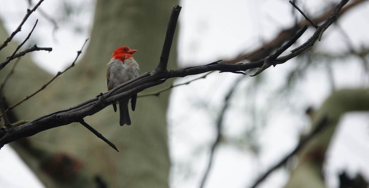 Red-headed Weaver (Southern) - ML645621050
