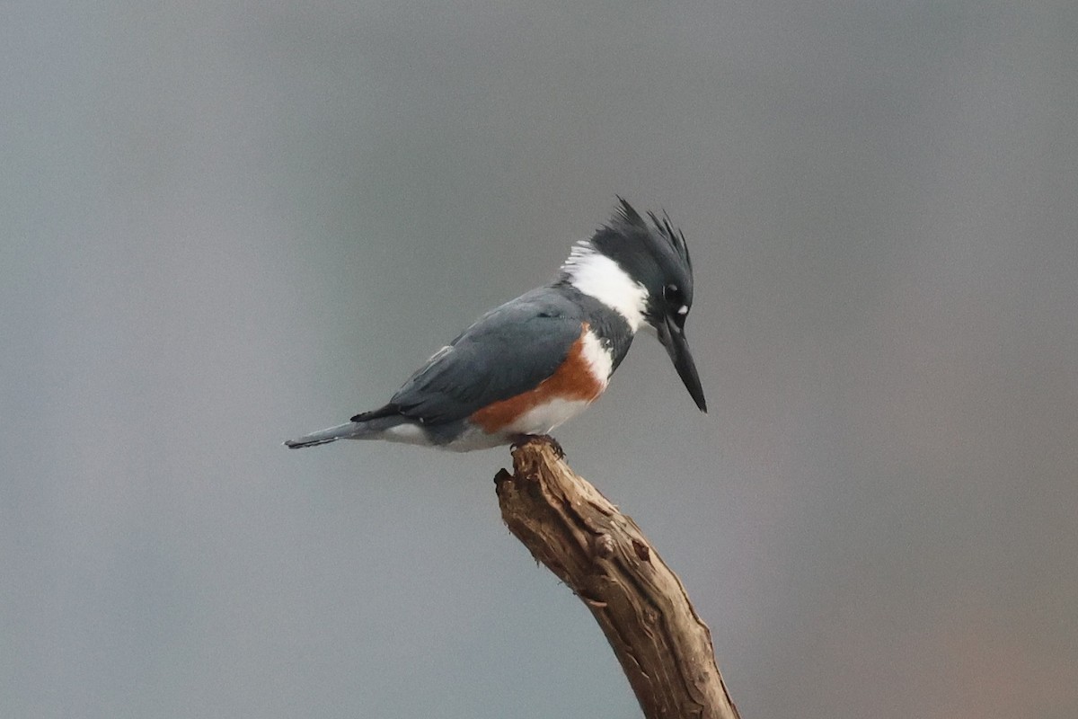Belted Kingfisher - ML645621068