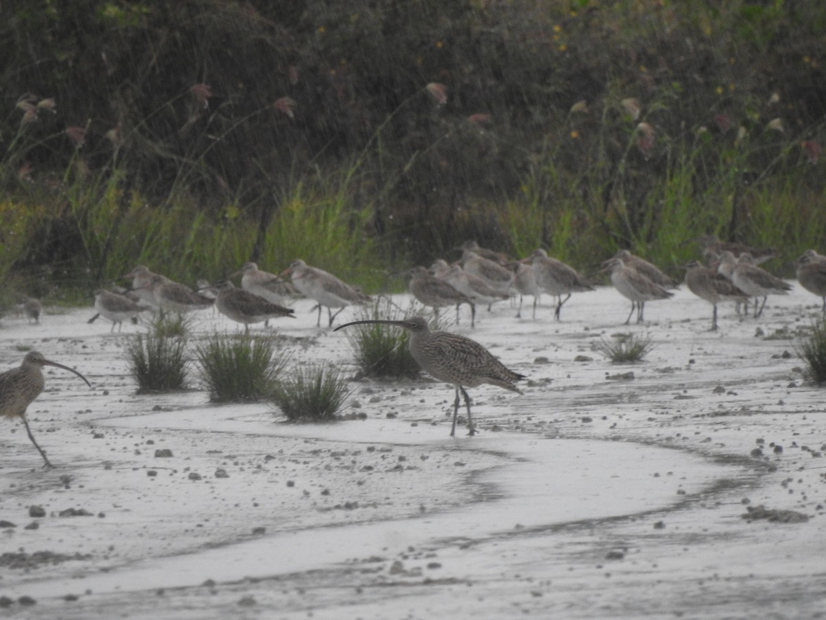 Kurlinta siberiarra - ML645621070