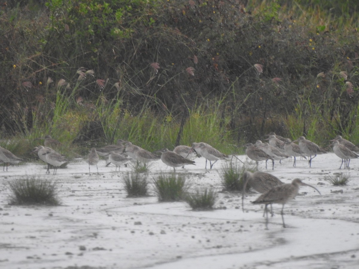 Kurlinta siberiarra - ML645621071