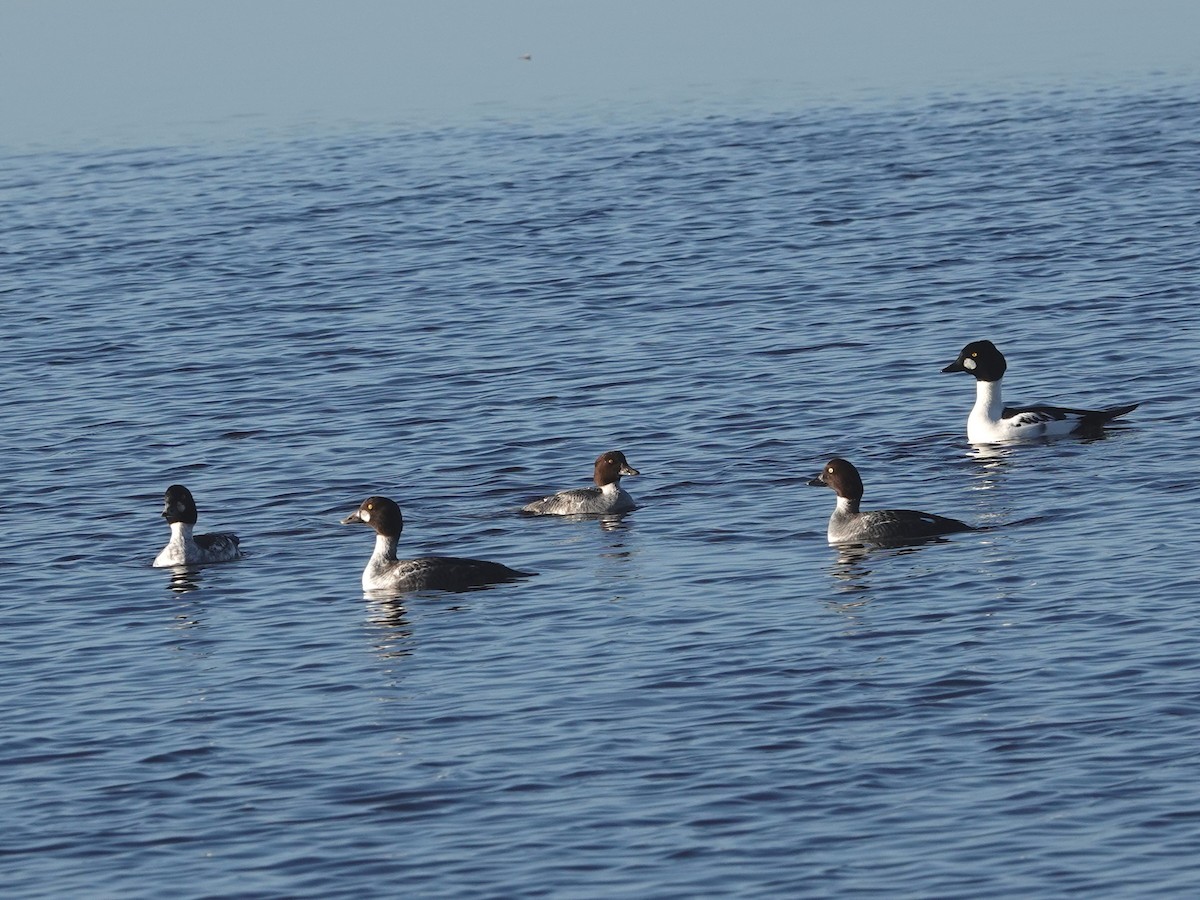 Murgilari urrebegia - ML645621074