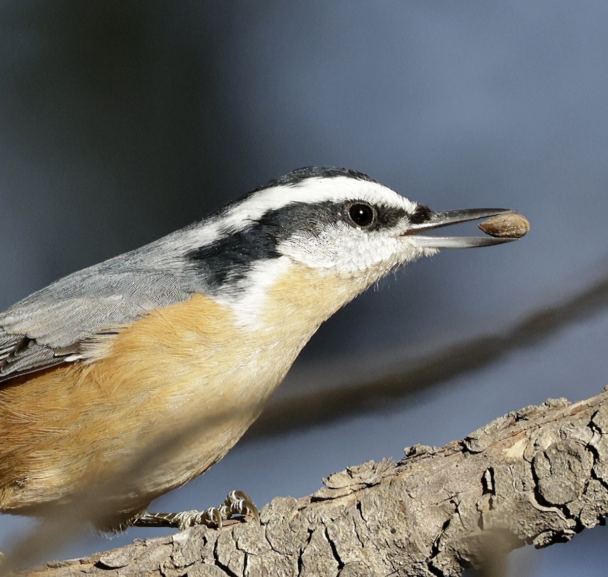 Garrapo kanadarra - ML645621075