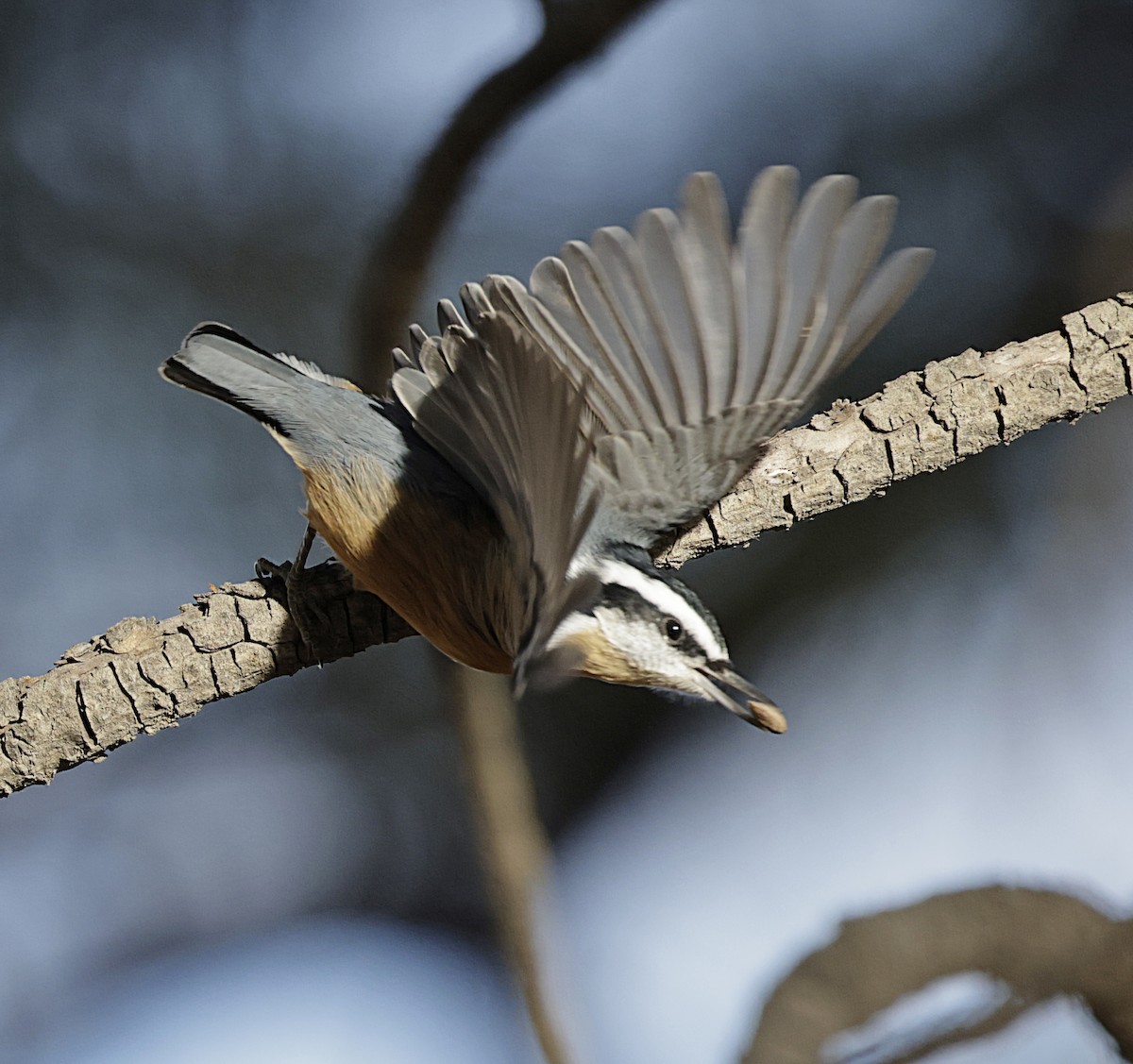 Garrapo kanadarra - ML645621077