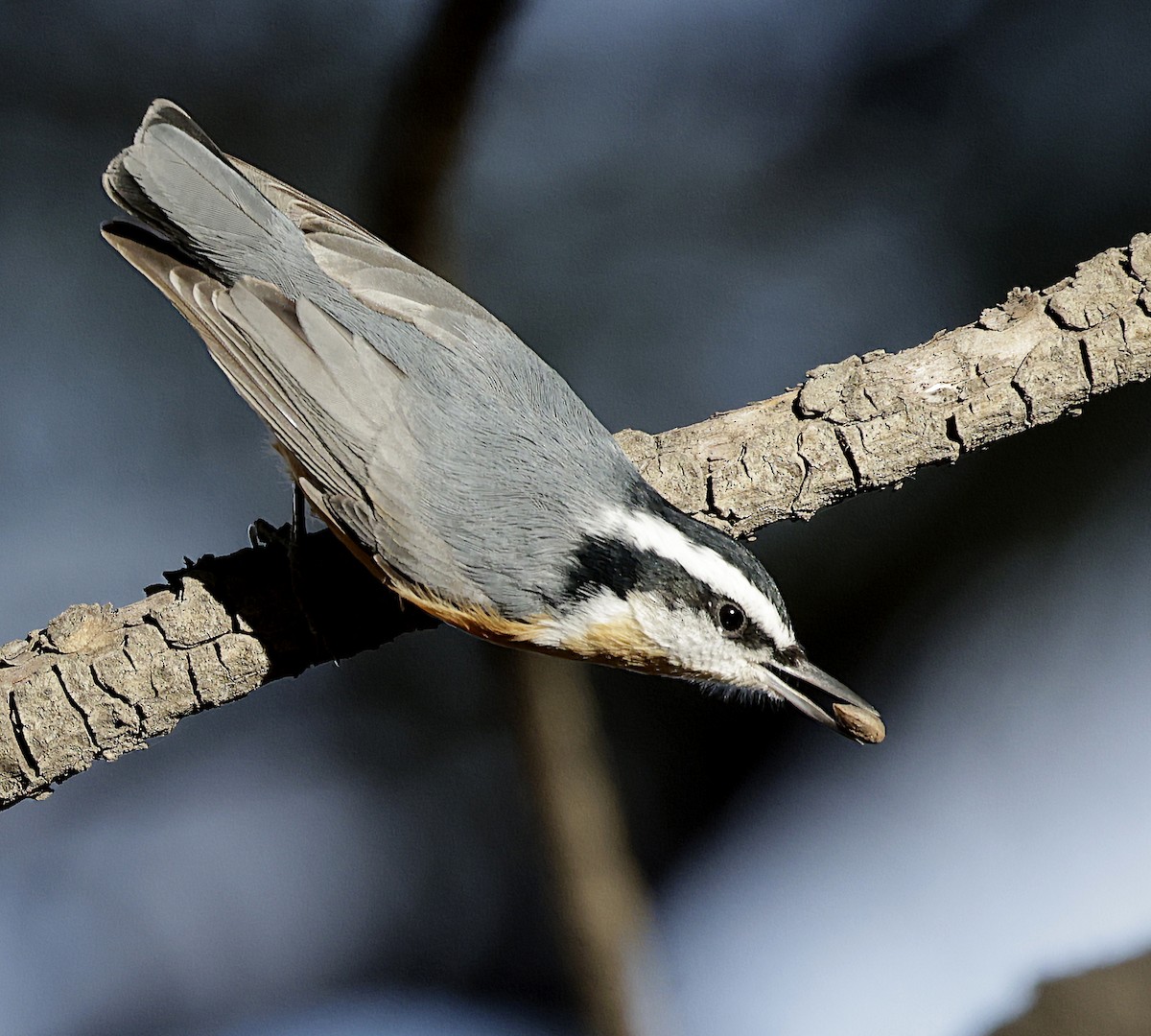 Garrapo kanadarra - ML645621078