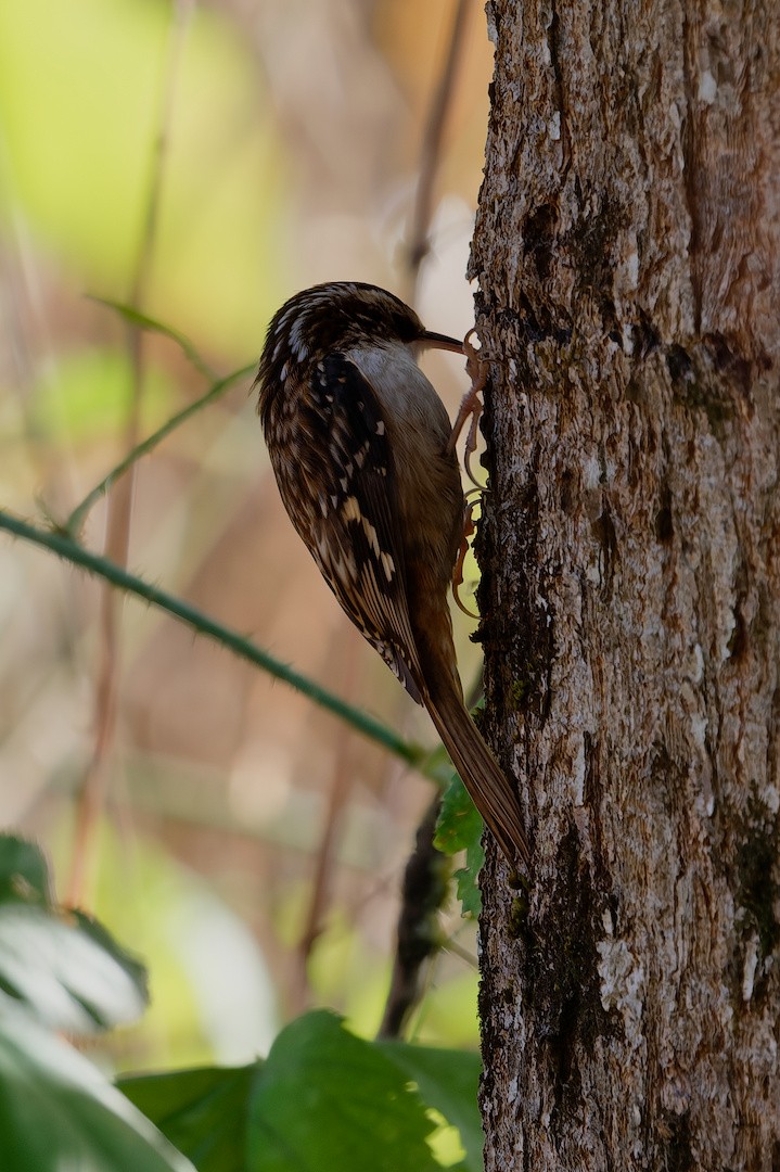 Gerri-txori amerikarra - ML645621079