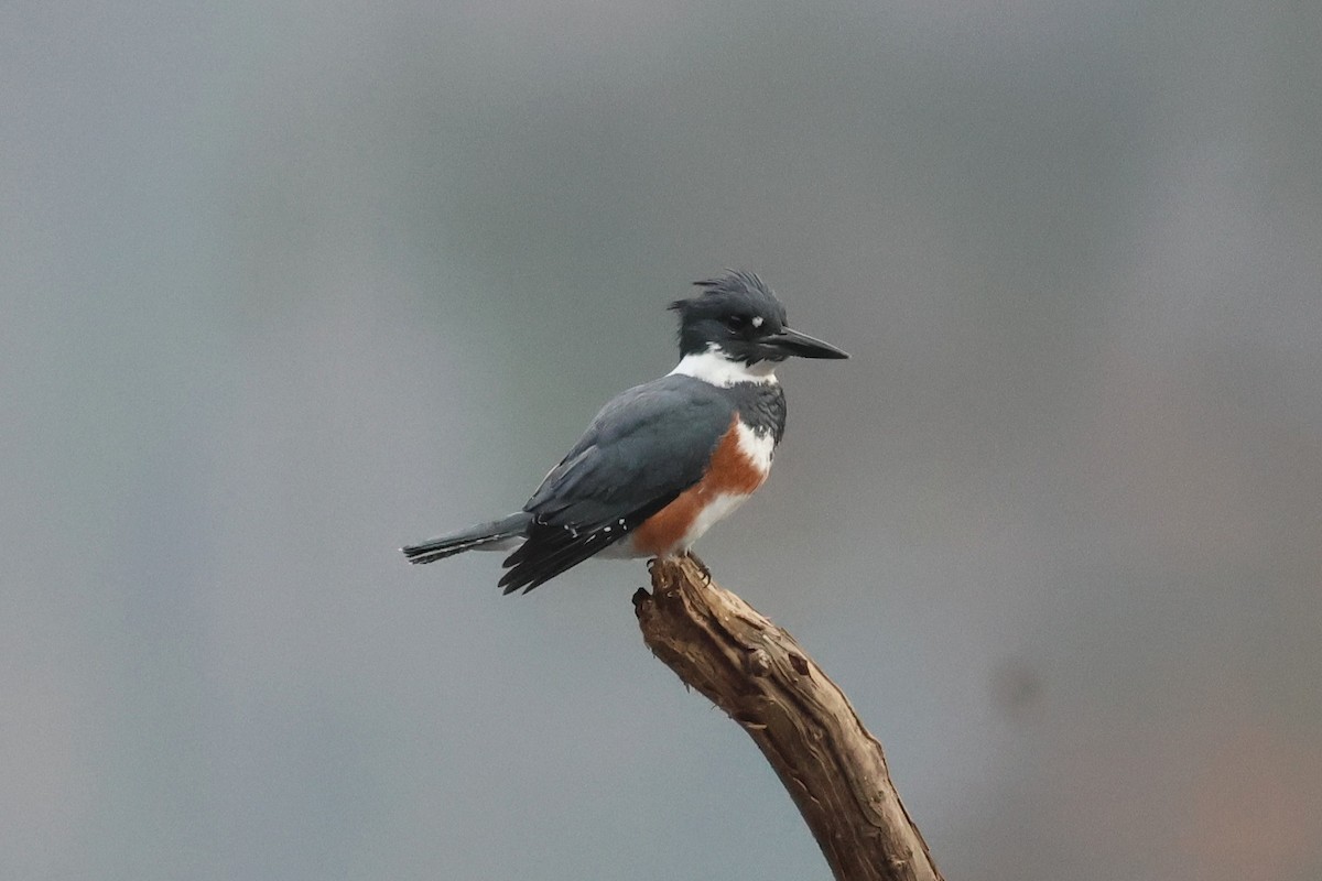 Martin handi iparramerikarra - ML645621080