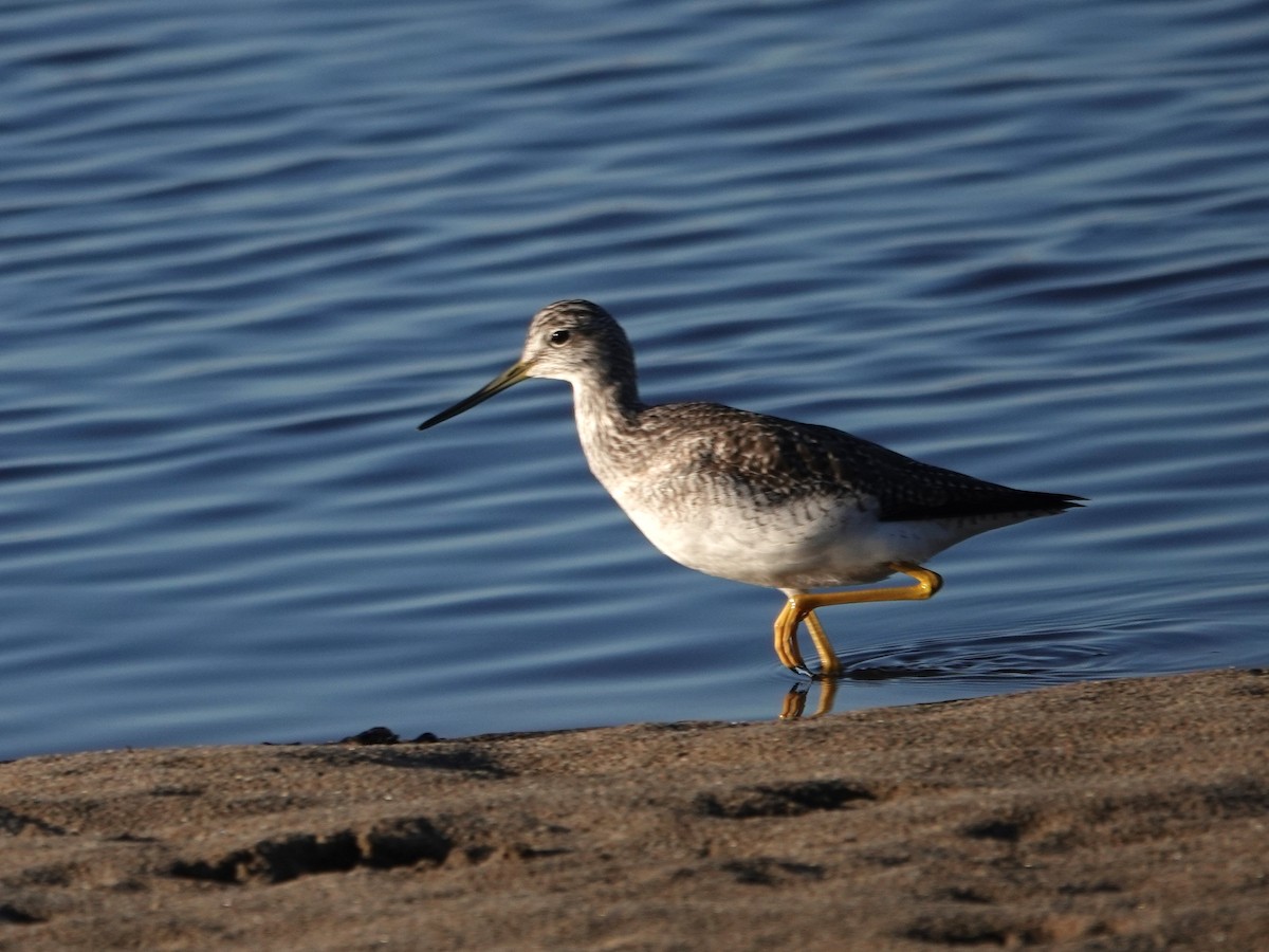 Kuliska hankahori handia - ML645621081