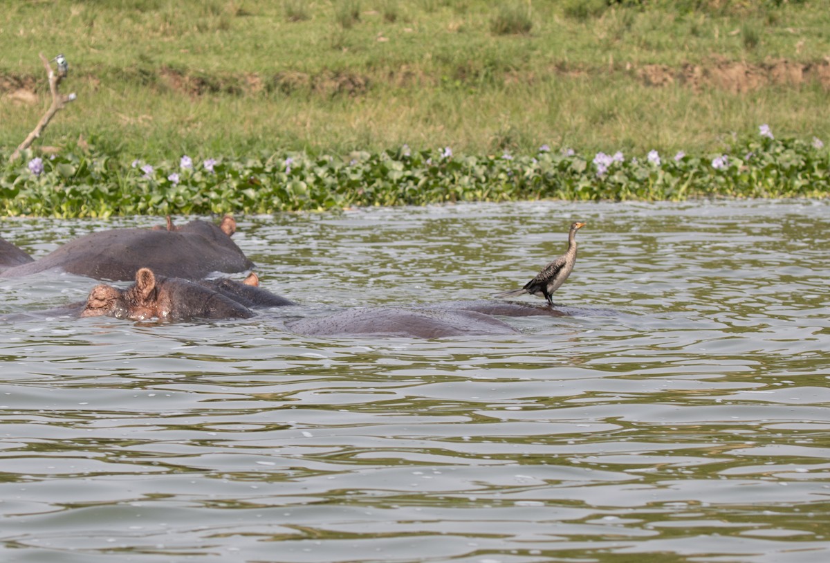 Ubarroi buztanluzea - ML645621082