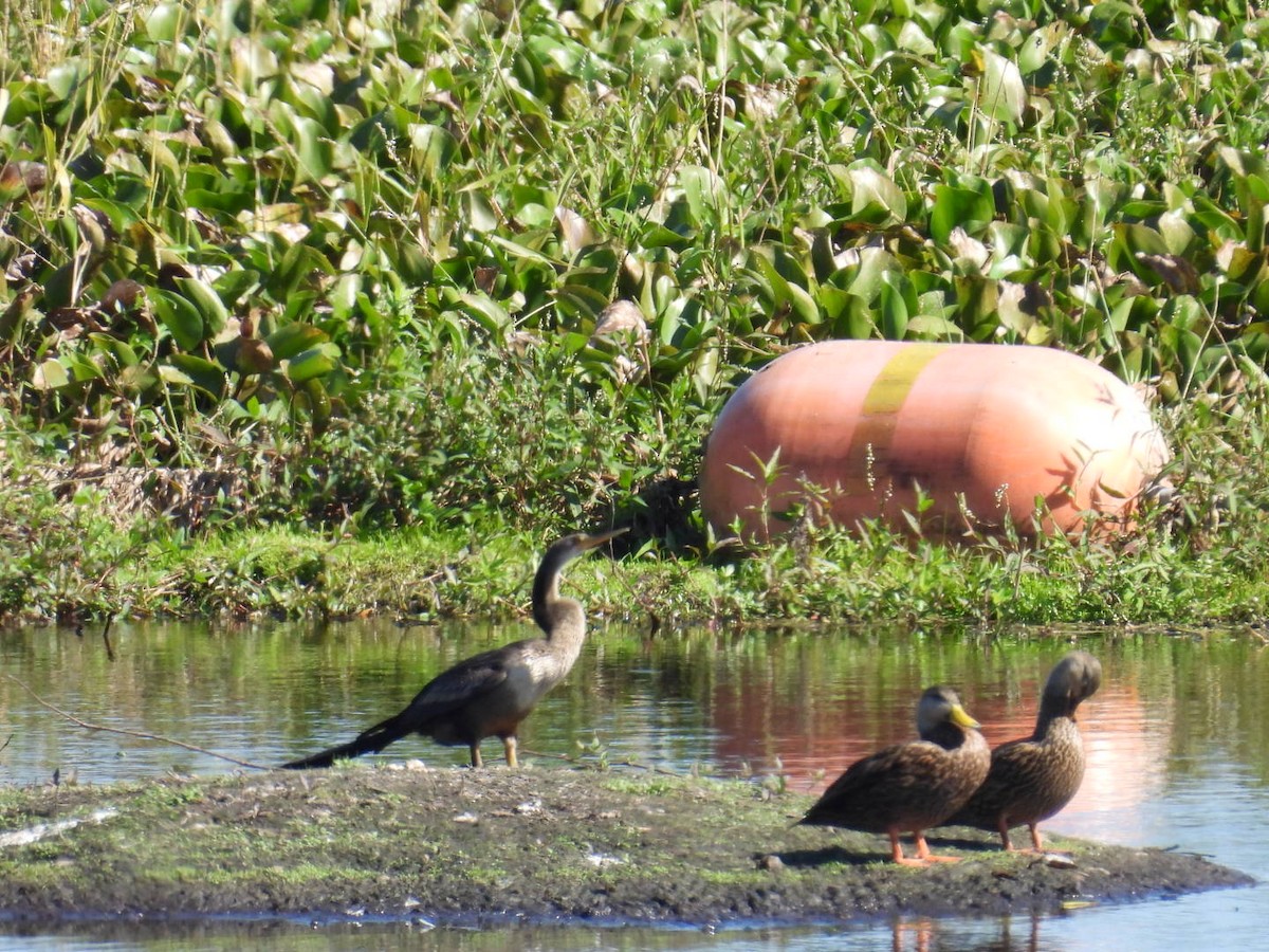 Ahate pikarta - ML645621084