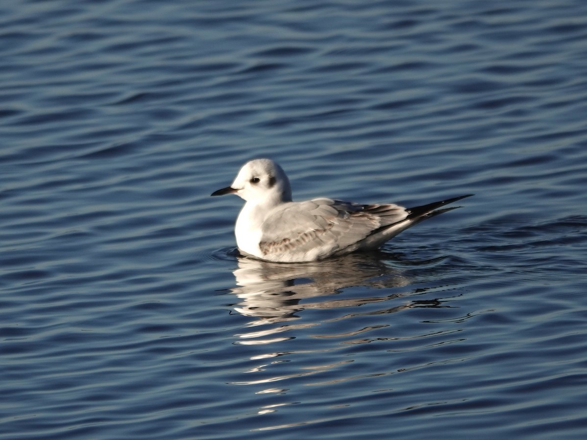 Bonaparte antxeta - ML645621086