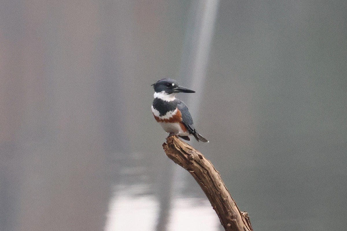 Martin handi iparramerikarra - ML645621087