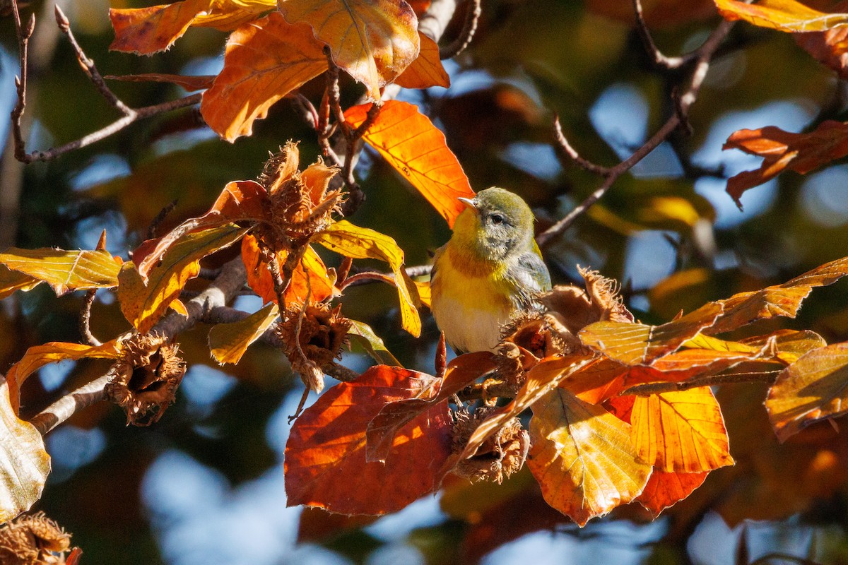 Northern Parula - ML645621089