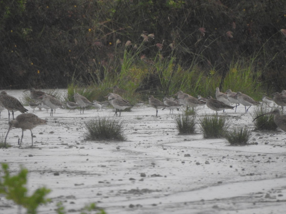 Kuliska gorria - ML645621092