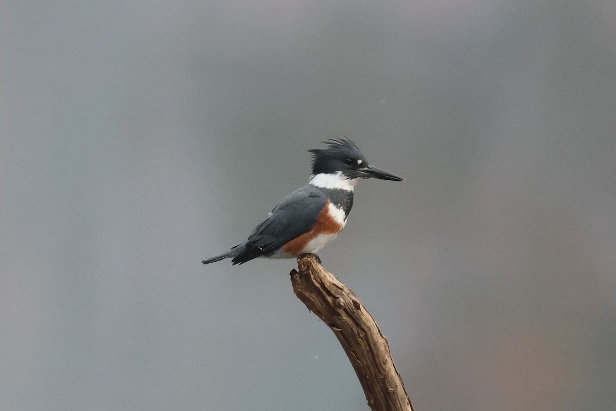 Martin handi iparramerikarra - ML645621093