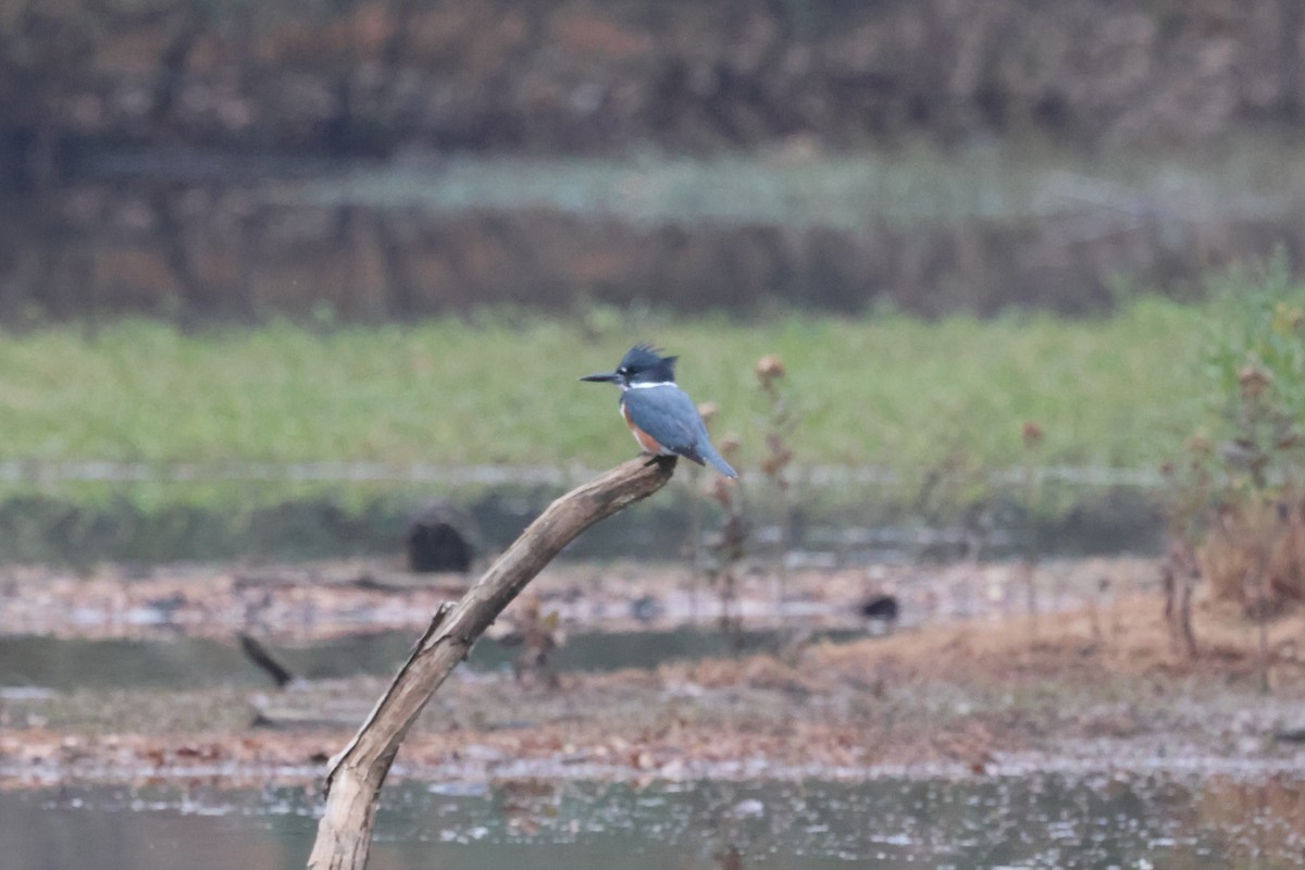 Martin handi iparramerikarra - ML645621094