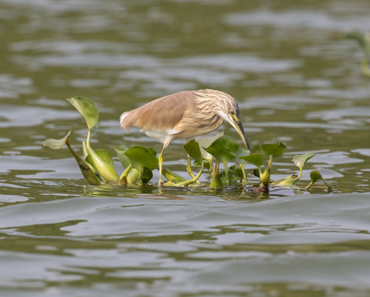 Koartzatxo karramarrozalea - ML645621096